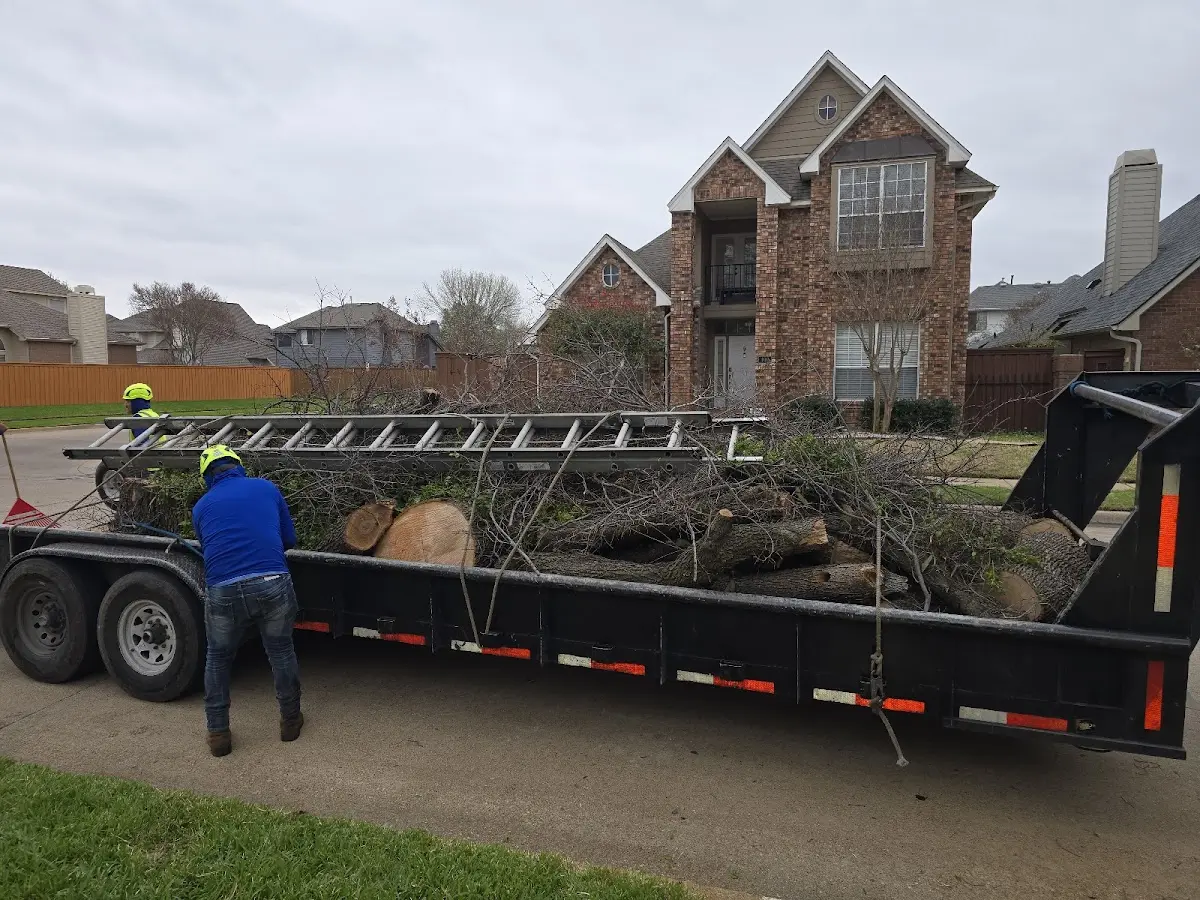 Expert Tree Removal with proper safety equipment in Stanley